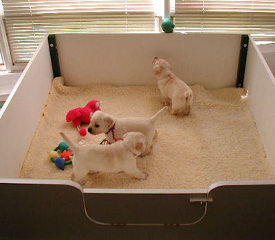 pups playing