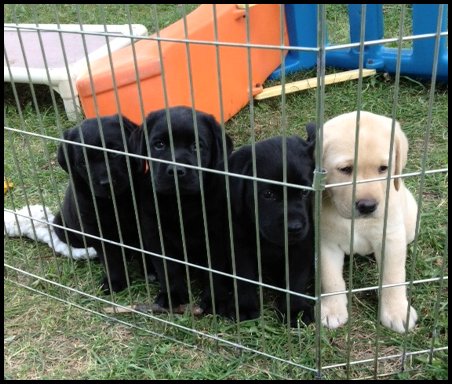 7 week old puppies