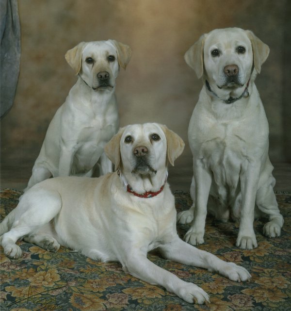 3 yellow Labs sitting