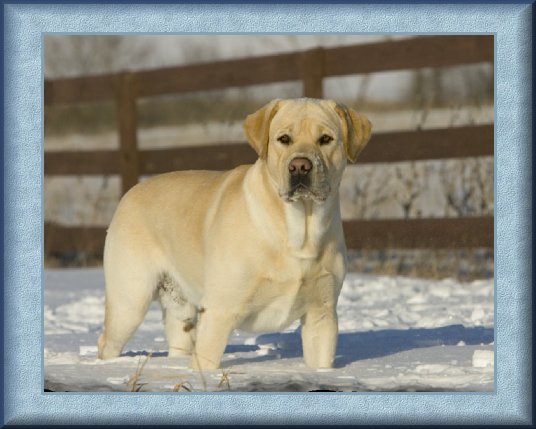 yellow male lab standing in snow