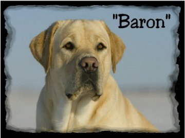 photo of Baron