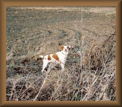 dog standing in field