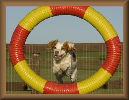 dog jumping through tire