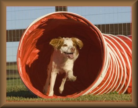 dog running through tunnel