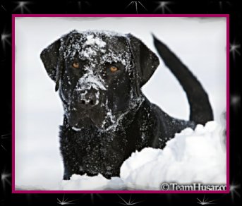 black lab head