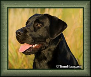 black lab profile