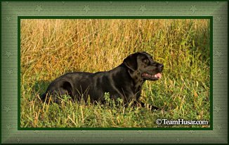 photo of black lab laying down