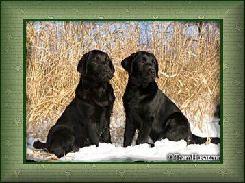 photo of 2 black lab pups