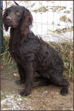 American Water Spaniel