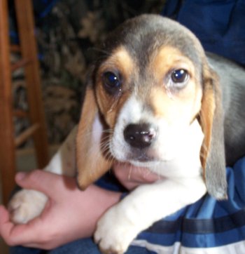 Leslie, female beagle pup