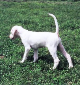 pointer pup