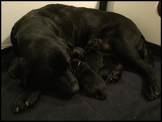 Diamond and her pups
