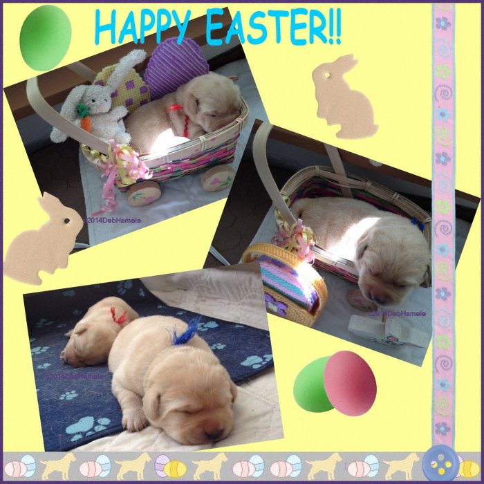 yellow puppies in easter baskets, copyright image