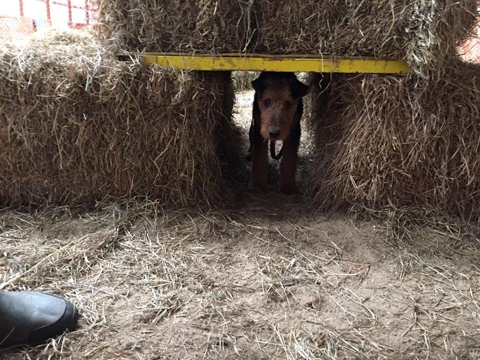 terrier being introduced to tunnel