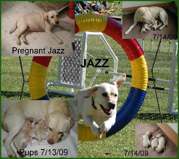 collage of yellow lab pups born 7/12/09