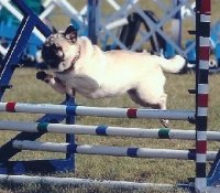 photo of pug jumping
