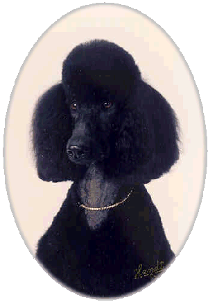 photo of Abbey, black standard poodle