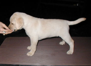 yellow girl 7 wks