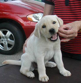 Miss Pink, yellow girl 8 wks