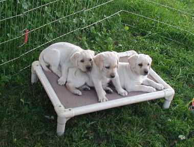 3 yellow pups