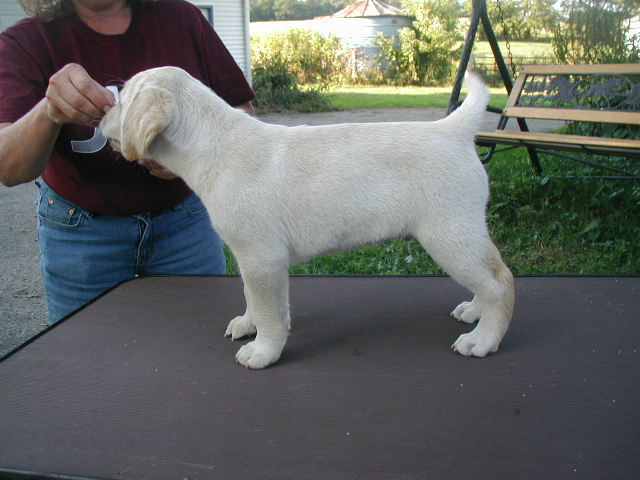 yellow boy 8 wks