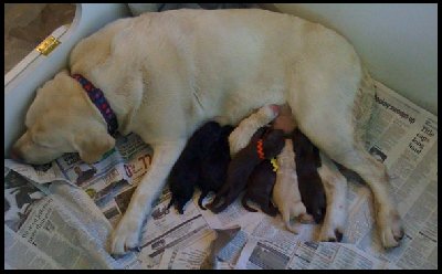 yellow lab with pups