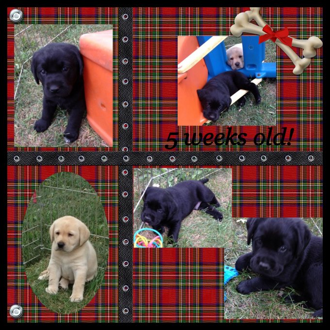 collage of 5 week old puppies